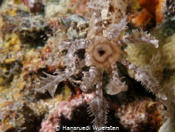 Spotted Sea Cucumber - Synapta maculata by Hansruedi Wuersten 